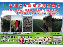 早熟禾、四季青、高羊茅、北方冷季性草坪 九瀛草坪图1