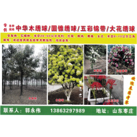 山东枣庄伟业苗木基地 大皂角树20-50公分、小皂角树