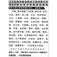 泰安鼎浩园林 供应早樱、高杆晚樱 樱花树 山东樱花基地