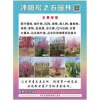 紫叶桃、紫叶碧桃苗 沭阳苗木基地 园林绿化工程 松之石园林