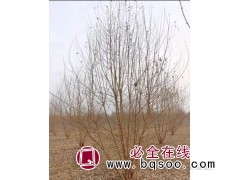 丛生五角枫 大规格五角枫 城市景观树 园林工程 潍坊九九园林图1
