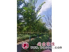 巨紫荆图1