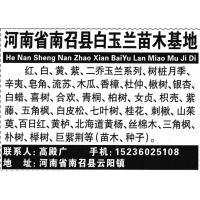 河南省南召县白玉兰苗木基地供应红、白、黄、紫、二乔玉兰