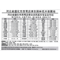 榆叶梅小苗-5公分 遵化市西苇店津东园林花卉苗圃