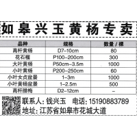 江苏如皋兴玉黄杨专卖高杆黄杨D7-10cm 高杆黄杨价格