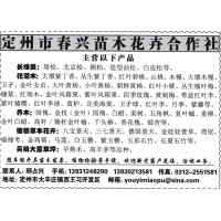 春兴苗木花卉农民专业合作社 金叶榆 高接金叶榆价格 园林