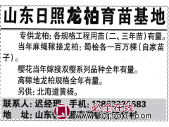 山东日照龙柏育苗基地专供龙柏 各规格工程用苗二、三年苗图1