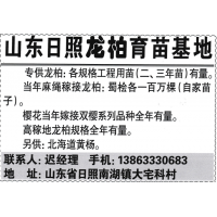 山东日照龙柏育苗基地专供龙柏 各规格工程用苗二、三年苗