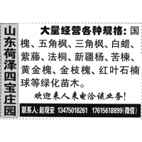 山东荷泽四宝庄园大量经营各种规格 国槐 速生国槐 国槐价格