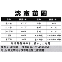 哈尔滨沈家苗圃经营金叶榆400万、锦带10万 东北苗木