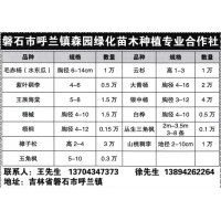 1万棵 云杉高1-3米 东北云杉基地 森园绿化苗木种植合作社