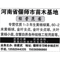 河南省偃师市苗木基地经营范围专营优质1-3年生黄杨绿篱