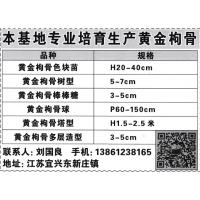 专业培育生产黄金枸骨、黄金枸骨色块苗 常州市木诚花木