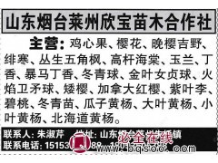山东烟台莱州欣宝苗木合作社 鸡心果 大量出售鸡心果苗图1