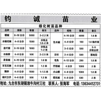 九台市钧诚苗业绿化树苗品种 糖槭8-16公分 糖槭价格