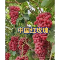 中国红玫瑰葡萄苗 葡萄苗销售 东北葡萄 宝财苗木专业合作社