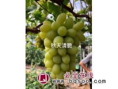 秋天清脆葡萄 酿酒葡萄 嫁接葡萄苗销售 宝财苗木专业合作社图1