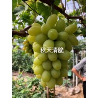 秋天清脆葡萄 酿酒葡萄 嫁接葡萄苗销售 宝财苗木专业合作社