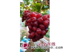 浪漫红颜葡萄苗 葡萄苗价格 东北葡萄苗销售 宝财苗木合作社图1