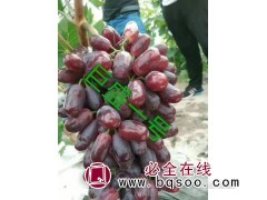 巨盛一号 葡萄苗销售 东北葡萄苗基地 宝财苗木专业合作社图1