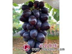 黑色阳光 葡萄苗销售 东北葡萄苗销售价格 宝财苗木专业合作社图1