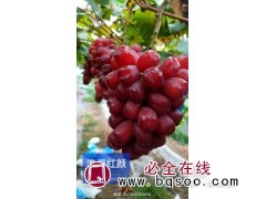 浪漫红颜葡萄苗图1