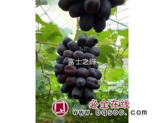 富士之辉葡萄苗 供应葡萄苗 葡萄树苗 葡萄苗 宝财苗木合作社图1