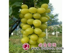 阳光玫瑰13图1