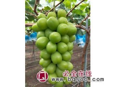 阳光玫瑰图1