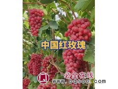 中国红玫瑰图1
