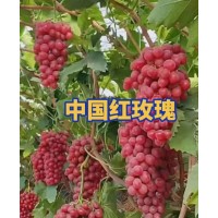 中国红玫瑰