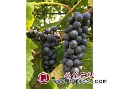 贝达阳光玫瑰葡萄树苗图片 贝达阳光玫瑰葡萄树苗 宝财苗木图1
