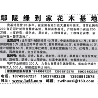 金叶复叶槭嫁接苗40万棵 鄢陵绿到家花木基地