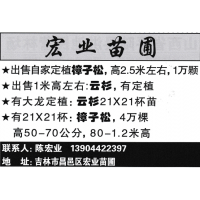 吉林市宏业苗圃出售自家定植樟子松 高2.5米左右1万棵