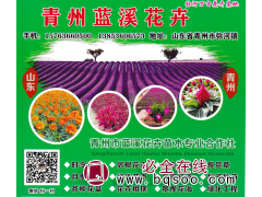 佛甲草、金叶佛甲草小苗销售 青州花卉 蓝溪花卉苗木合作社图1