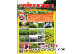 荷花 荷花池建设 睡莲苗 沭阳县苏湘花卉园艺场 供应水生植物图1