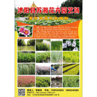 荷花 荷花池建设 睡莲苗 沭阳县苏湘花卉园艺场 供应水生植物