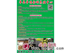 金蝉养殖 金蝉种子 单县鸣金蝉养殖中心 金蝉养殖技术图1