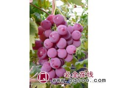 红提葡萄 红提苗价格 东北葡萄苗销售 葡萄苗 宝财苗木合作社图1