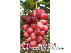 阳光玫瑰苗 红色阳光玫瑰苗销售 葡萄苗价格 宝财苗木合作社图1