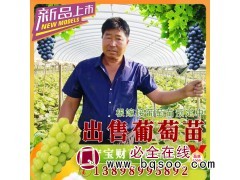 售阳光玫瑰葡萄苗 葡萄苗价格 嫁接葡萄苗销售 宝财苗木合作社图1