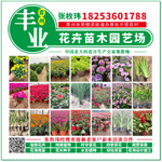 青州市丰业花卉苗木园艺场