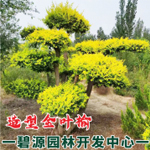 冀州市碧源园林开发中心