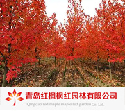 青岛红枫枫红园林有限公司
