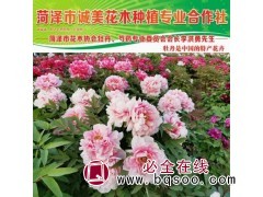 开花牡丹花苗盆栽 菏泽牡丹苗 多分枝5年大苗盆景 诚美花木图1