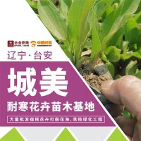 长春花 日日春 直立长春花 阳台庭院盆栽四季种 城美耐寒花卉