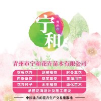 画眉草小苗 适应新好栽培简单四季常青 宁和花卉苗木