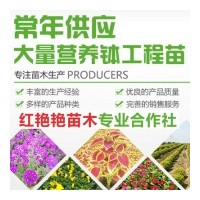 常年出售各类宿根花卉营养钵苗，青州红艳艳花卉苗木合作社