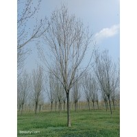 绒毛白蜡 四季种植对节白蜡树 树龄4年 适应性强 青青苗木