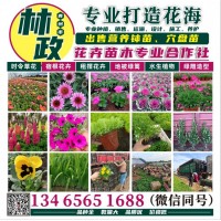 金鸡菊钵苗/金鸡菊/金鸡菊盆栽/时令草花/青州花卉/观赏花苗/林政花卉苗木/花海设计